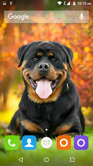 Rottweiler Dog Hd Wallpapers Screenshot 0