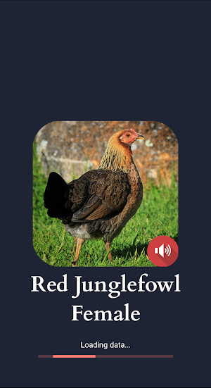 Red Junglefowl Female Sounds Screenshot 0