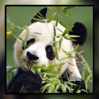 Panda Wallpapers