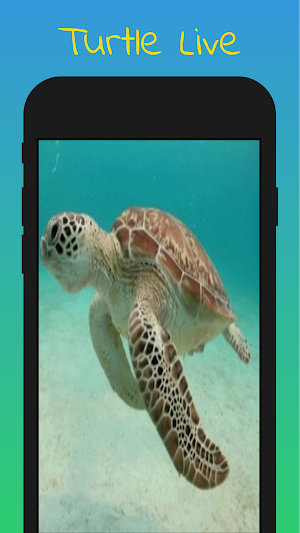 Baby Turtle Live Wallpaper Screenshot 0