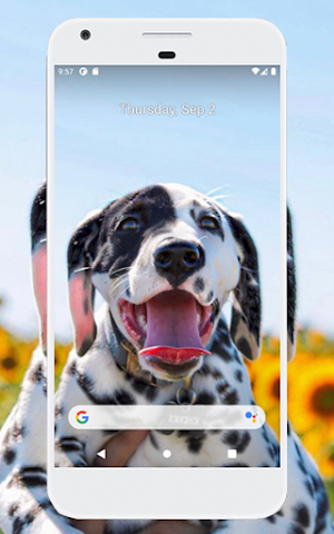 Dalmatian Wallpapers Screenshot 0