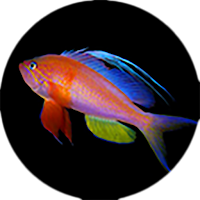 Fishes: Greater Caribbean
