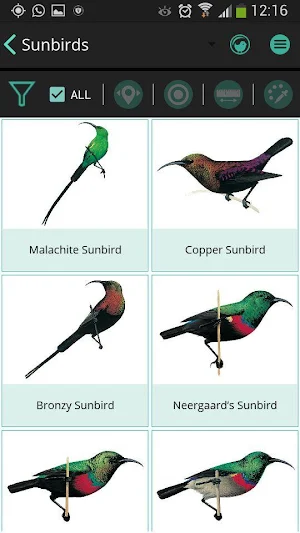 Newman's Birds LITE Screenshot 2