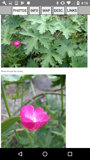 Nebraska Wildflowers Screenshot 3