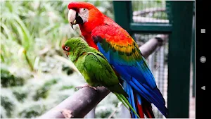 Colorful Parrot Backgrounds Screenshot 2