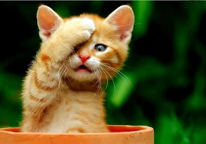 Cute Cat Wallpaper HD screenshot 5