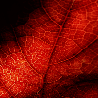 خلفيات حمراء red wallpapers