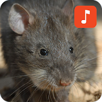 Bandicoot rats calls