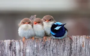 Bird Wallpapers Screenshot 1