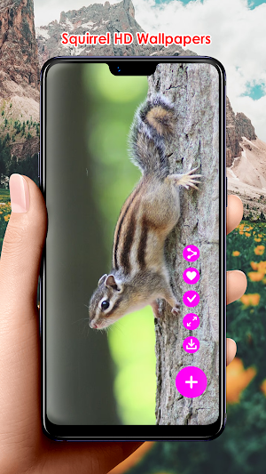 Squirrel HD Wallpapers Screenshot 0