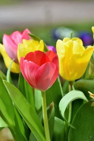 Tulipanes de Colores Fondos, I Screenshot 0