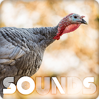 Turkey Sound Ringtones