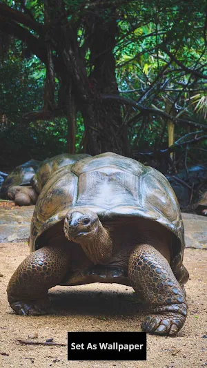 Tortoise Wallpaper Screenshot 2