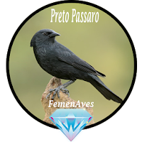 Canto Fêmea de Preto Passaro