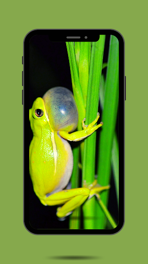 Frog Ringtone Sound Screenshot 1