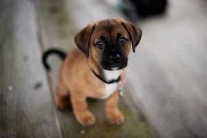 Boxer Dog Wallpapers Screenshot 0