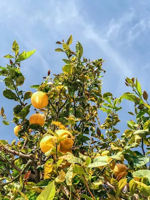 Lemon Wallpapers Screenshot 0