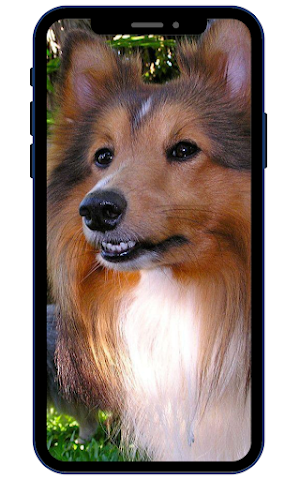 Shetland sheepdog Wallpapers Screenshot 1