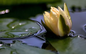 Water Lily Wallpaper HD Screenshot 1