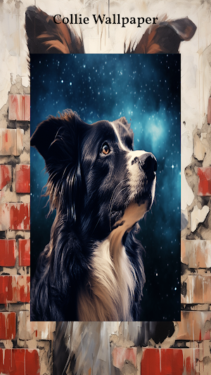 Border Collie Wallpapers Screenshot 1