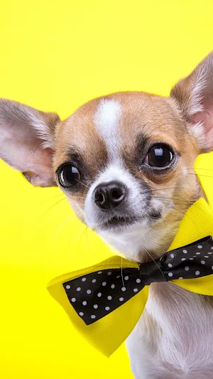 Cute Pets Wallpapers 2021 - HD Screenshot 2