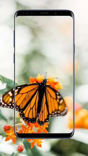 Butterfly Wallpapers Screenshot 2