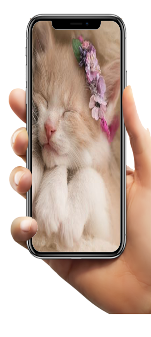 Kitten Wallpaper HD Screenshot 1