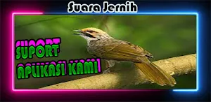 Masteran Cucak Rowo Full Isian Screenshot 2