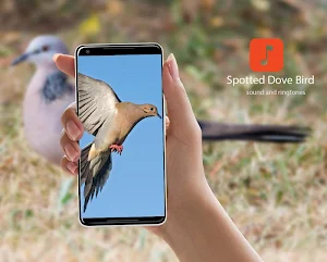 Spotted Dove Bird Ringtones Screenshot 0