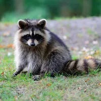 Raccoon wallpaper