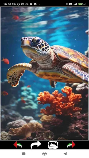 Sea Life Wallpapers Screenshot 2
