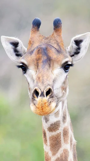 Giraffe wallpaper Screenshot 3