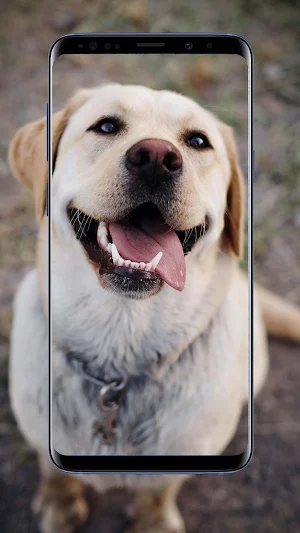 Labrador Wallpapers Screenshot 3