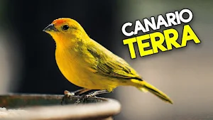 Canto do Canário da Terra Screenshot 0