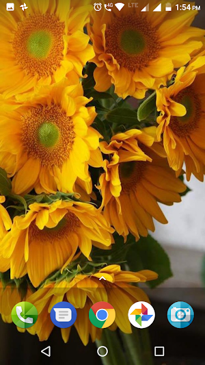 Sunflower Wallpaper Hd Screenshot 3