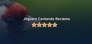 Jilguero Cantando Reclamo Screenshot 3