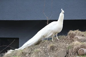 White peacock wallpapers Screenshot 0