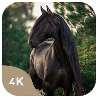 Horses wallpapers
