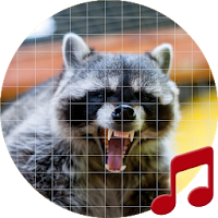 Raccoon Sounds ~ Sboard.pro