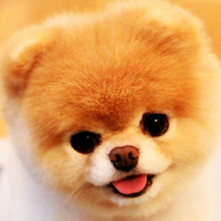 🦮 Dog Wallpaper HD 🦮