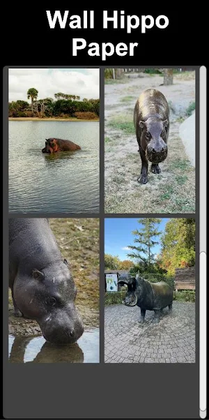 Wall Hippo Paper Screenshot 0