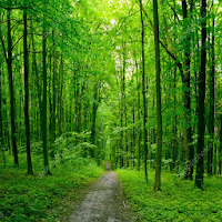Nature Deep Sleep Music
