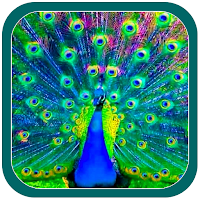 Beautiful Peacock Photoframes