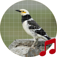 Black collared starling sounds ~ Sboard.pro