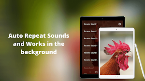 Rooster Sounds - Morning Alarm Sounds Ringtone Screenshot 3