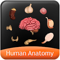 HumanAnatomy-Endocrine System