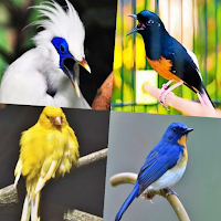 Suara Kicau Burung Offline MP3
