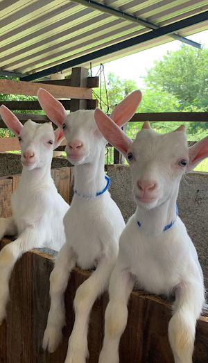 Papéis de Parede com Animais de Fazenda em HD Screenshot 2