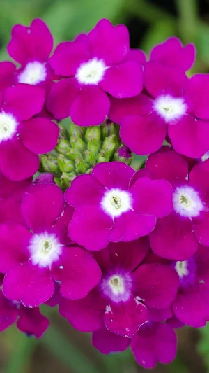 Verbena Wallpapers Screenshot 3