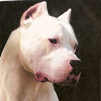 Dogo Argentina Wallpapers